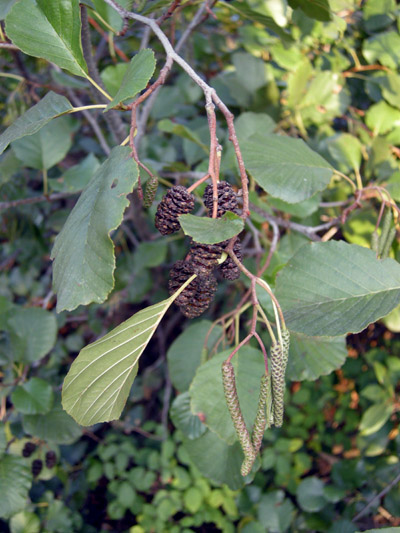 Alberello con piccole pignette...Alnus glutinosa